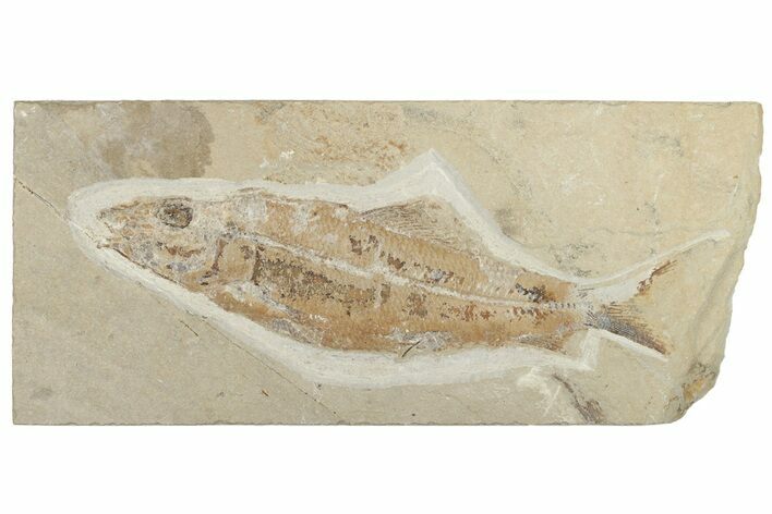 Cretaceous Fossil Fish (Sedenhorstia) - Hjoula, Lebanon #200634